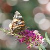 PAPILLON.  VULCAIN sur Buddleia. La joie de  rencontrer un papillon. LISE JALOUX